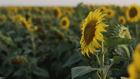 Sunflowers in the field 4K Vidéo 172325687