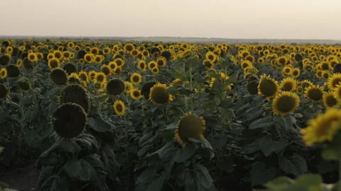 Sunflowers in the field 4K Vidéo 172325900
