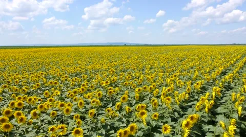 Sunflowers field aerial Видео 51333556