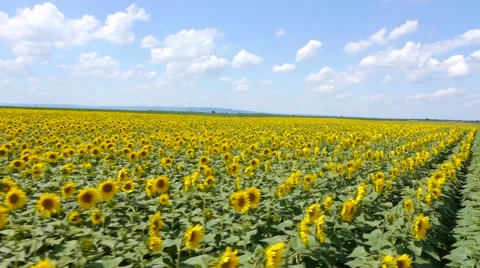 Sunflowers field aerial 库存影片 51333807