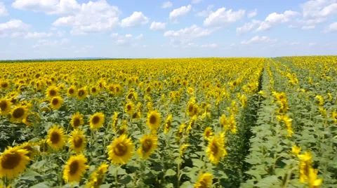 Sunflowers field aerial Vídeos de archivo 51333868