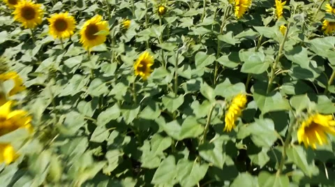 Sunflowers field aerial 库存影片 51333937