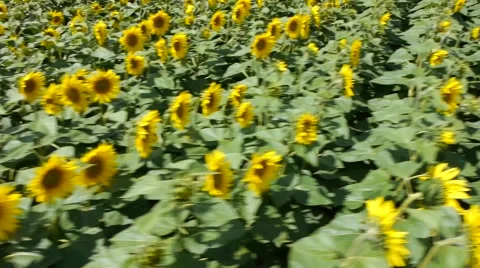 Sunflowers field aerial 库存影片 51334023