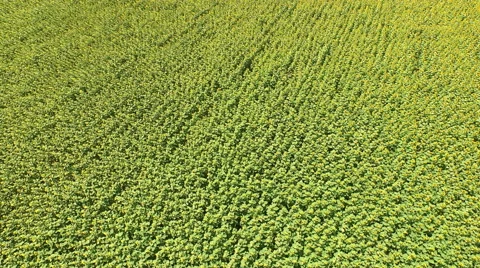 Sunflowers Field – aerial Stock Footage 56172436
