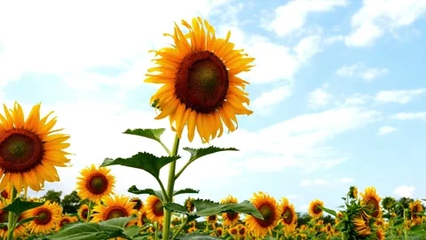 Sunflowers field against the background of clouds and blue sky. Beautiful field Vídeos de archivo 336584885