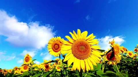 Sunflowers field against the background of clouds and blue sky. Beautiful field 库存影片 336584893