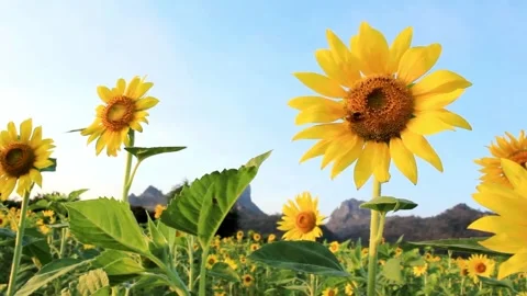 Sunflowers field against the background of clouds and blue sky. Beautiful field Vidéo 336584935