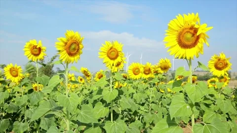 Sunflowers field against the background of clouds and blue sky. Beautiful field 動画素材 336584954