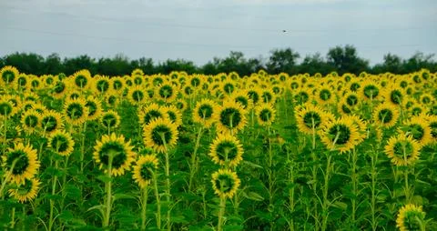 Sunflowers Field Back Side Panoramic Photo. Farming and Countryside Theme Stock Photos