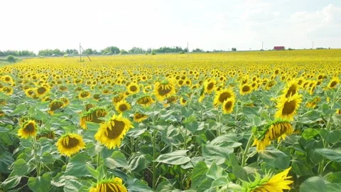 Sunflowers field on the background of the highway. Stock Footage 137777008