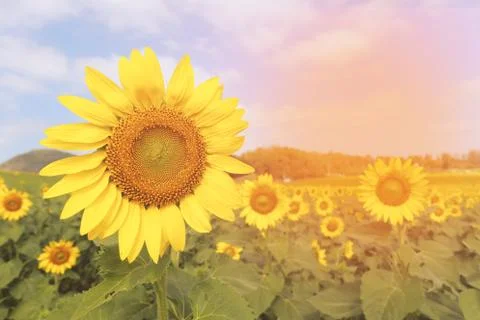 Sunflowers field background Stock Photos