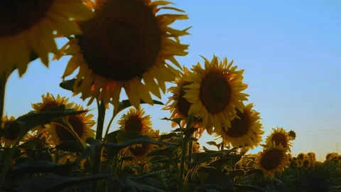 Sunflowers on the Field in the Backlight of the Sunset Sun Stock Footage 113254611