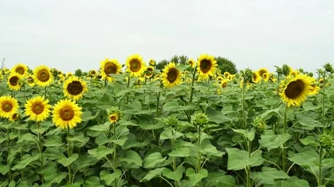 Sunflowers field, bee collecting nectar in summer,horizontal 4k footage,windy we Stock Footage 247131918