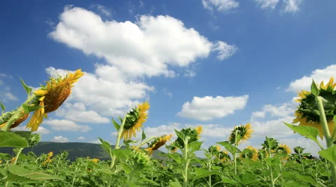 Sunflowers field in breeze on wind and clouds blue sky running background, 4K Stock Footage 44124121