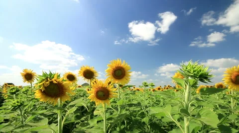 Sunflowers field in breeze on wind and clouds blue sky background. Stock Footage 44131086