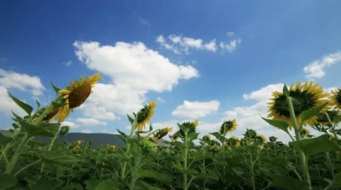 Sunflowers field in breeze on wind and clouds blue sky running background. Stock Footage 45458663