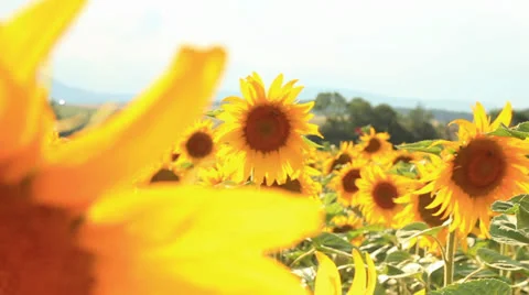 Sunflowers field with camera motion Video stock 26104946