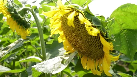 Sunflowers in the field, camera movement Stock Footage 94155419