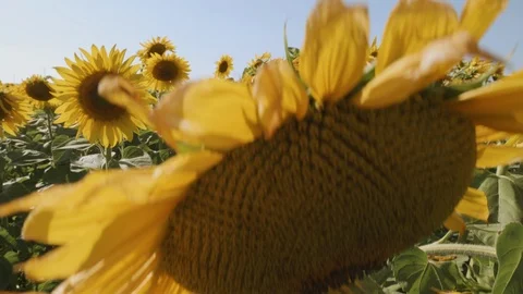 Sunflowers in a field - camera rise Video stock 120698504