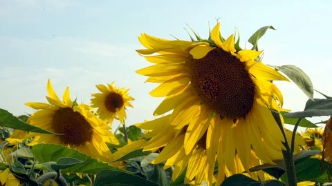 Sunflowers field close-up Video stock 127311178
