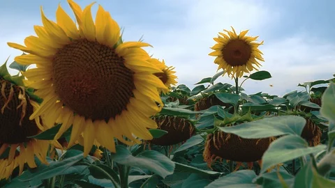 Sunflowers field close-up 스톡 동영상 127901743