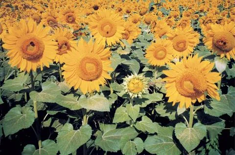Sunflowers field close up Stock Photos
