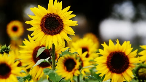 Sunflowers field : closeup view with dark background Stock Footage 89789477