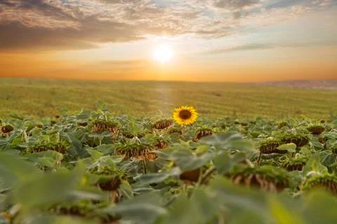 Sunflowers field with clouds at sunset Stock Photos