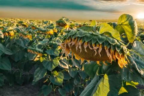 Sunflowers field with clouds at sunset Stock Photos