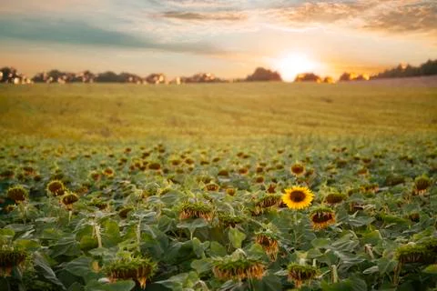 Sunflowers field with clouds at sunset Stock Photos