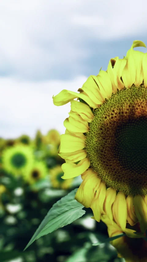 Sunflowers in a field on a cloudy day with a blue sky background Stock Footage 342153511
