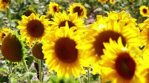 Sunflowers field detail Stock Footage