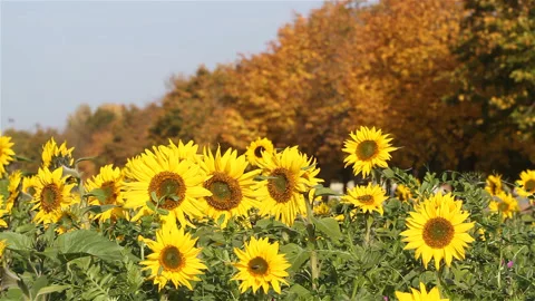 Sunflowers field : dolly move large view Stock Footage 89788782
