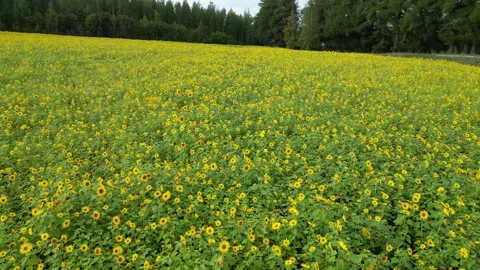 Sunflowers field from drone Stock Footage 249947446