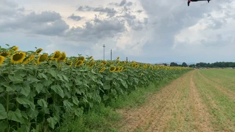 Sunflowers field drone sunset 2 Video stock 135191718