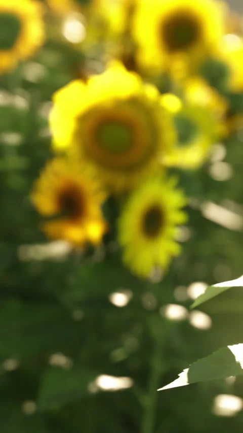 Sunflowers in a field during the day with blurred background elements Stock Footage 341981737