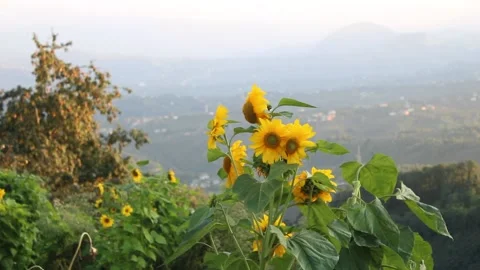 Sunflowers in the field , end of summer Stock Footage 134896352