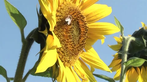 Sunflowers in a field Stock Footage 8835805