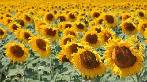 Sunflowers in a field Video stock 11349464