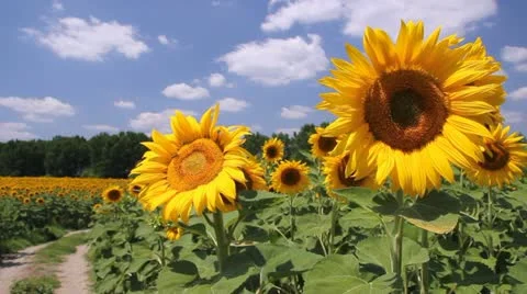 Sunflowers in a field Stock Footage 11349634