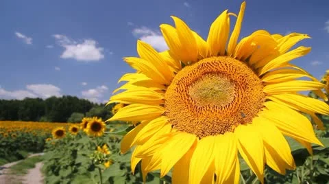Sunflowers in a field Stock Footage 11349785