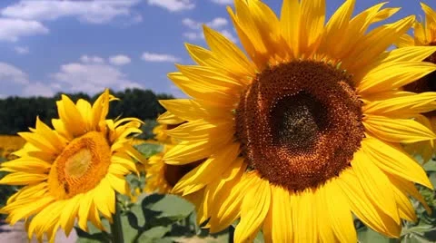 Sunflowers in a field Stock Footage 11349846