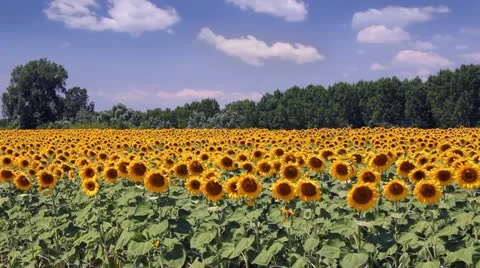 Sunflowers in a field Video stock 11349913