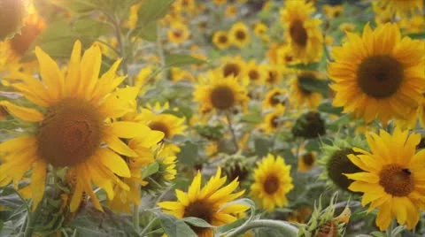 Sunflowers Field Stock Footage 12151565