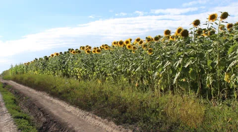 Sunflowers field Stock Footage 26794138