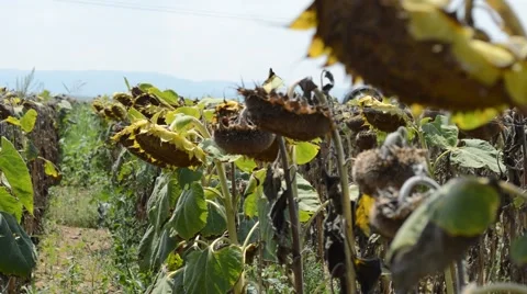 Sunflowers in a field Video stock 44498842