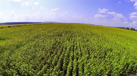 Sunflowers Field Stock Footage 48553162