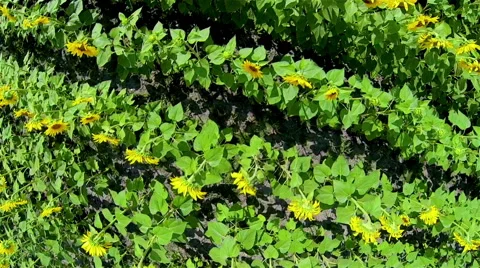 Sunflowers Field Stock Footage 48553253