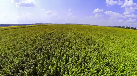 Sunflowers Field Stock Footage 48553297