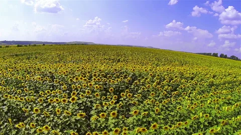 Sunflowers Field Stock Footage 48553347